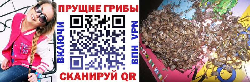 Купить  Аргун  Галлюциногенные грибы Cubensis 